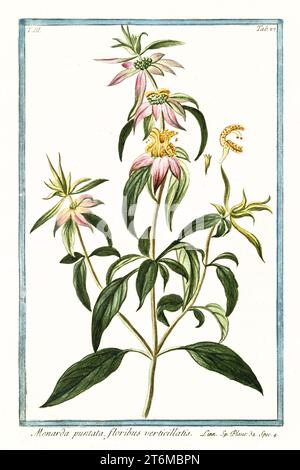 Ancienne illustration de Monarda punctata, (Horsemint). Par G. Bonelli sur Hortus Romanus, publ. N. Martelli, Rome, 1772 – 93 Banque D'Images