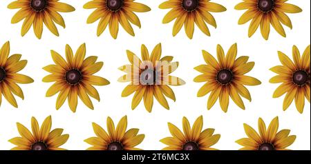 Echinacea 'Parrot' Coneflower, anneau floral Echinacea 'Funky Yellow'. Découpez. Motif floral vibrant. Anneau rond. Papiers peints floraux, fonds d'écran Banque D'Images