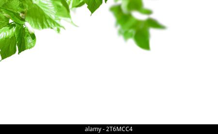 Les feuilles vertes fraîches sont isolées sur fond blanc. Banque D'Images