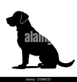 Labrador Retriever noir et blanc, une race connue pour sa nature amicale et douce Banque D'Images