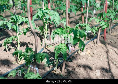 Jeunes plants de tomates poussant dans le jardin . Plants de tomates ornés de feuilles vertes vibrantes, poussant à partir du sol enrichi Banque D'Images