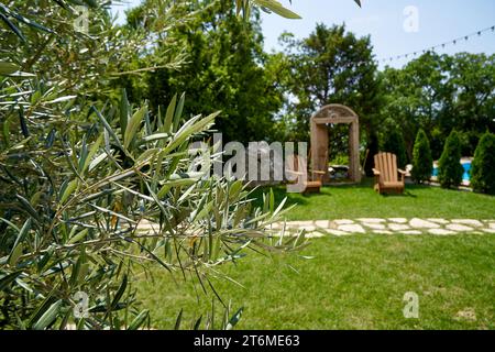 Branche d'olivier au premier plan. Mise au point sélective. Une scène dans la nature pour votre design. Banque D'Images