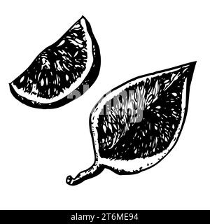 Illustration à l'encre noire et blanche dessinée à la main. Deux tranches de figues fraîches et mûres. Illustration vectorielle Banque D'Images