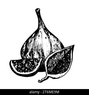 Illustration à l'encre noire et blanche dessinée à la main. Fruits de figue frais et mûrs et tranches. Illustration vectorielle Banque D'Images