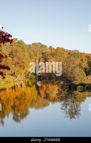 Arboretum de Winkworth, Godalming. 11 novembre 2023. Une journée ensoleillée à travers les Home Counties. Winkworth Arboretum près de Godalming dans le Surrey montrant les couleurs automnales pour lesquelles il est célèbre. Banque D'Images