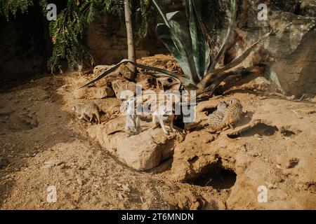 Surimerkats africains au zoo de prague. Concept de savane naturelle. Belle faune. Banque D'Images