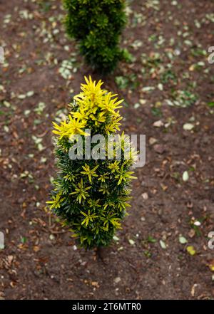 Gros plan des feuilles jaunes et vertes de la plante vivace de jardin vivace à croissance lente et miniature à feuilles persistantes taxus baccata icicle. Banque D'Images