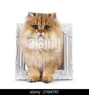 Impressionnant chaton britannique Longhair doré douillet, assis à travers le cadre d'image blanc. Regardant vers la caméra avec des yeux verts fascinants. Est Banque D'Images
