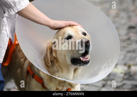 Femme caressant son adorable chien Labrador Retriever dans un collier élisabéthain à l'extérieur, gros plan Banque D'Images