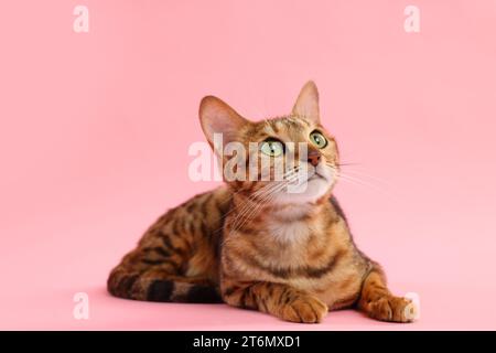 Chat Bengal mignon sur fond rose. Adorable animal de compagnie Banque D'Images