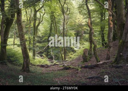 Belle forêt dans la région de Rebild Bakker dans le Jutland, Danemark Banque D'Images