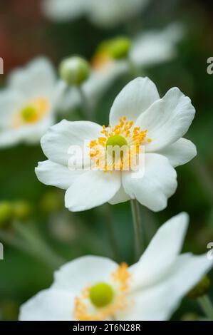 Les fleurs d'anémone ornent le jardin avec leurs élégants pétales blancs, créant une scène naturelle sereine avec des feuilles vertes luxuriantes en arrière-plan. Banque D'Images
