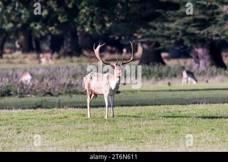 Cerf de jachère, Dama Dama, à Holkham, Norfolk. Banque D'Images