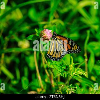 Monarch Butterfly perché sur la fleur dans l'herbe Banque D'Images