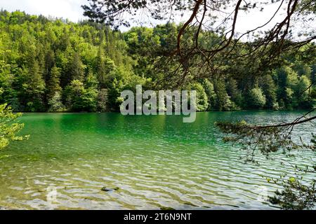 Eaux transparentes vert émeraude du lac Alatsee à Fuessen avec les Alpes bavaroises reflétées dans l'eau verte et la forêt de source verte luxuriante Banque D'Images