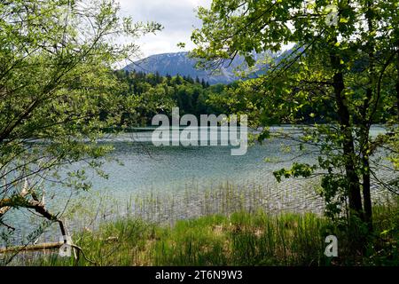 Eaux transparentes vert émeraude du lac Alatsee à Fuessen avec les Alpes bavaroises reflétées dans l'eau verte et la forêt de source verte luxuriante Banque D'Images