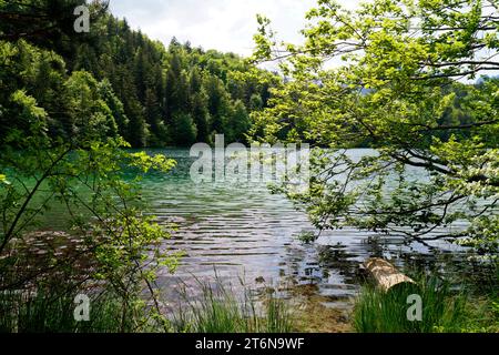 Eaux transparentes vert émeraude du lac Alatsee à Fuessen avec les Alpes bavaroises reflétées dans l'eau verte et la forêt de source verte luxuriante Banque D'Images