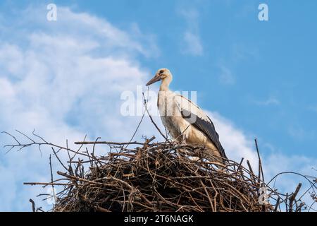 Cigogne dans un nid contre un ciel bleu Banque D'Images