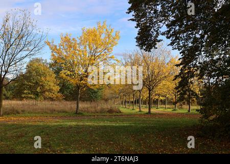 Golden Autumn-Mulberry Trees dans un parc de Berlin quand il fait beau, Allemagne Banque D'Images