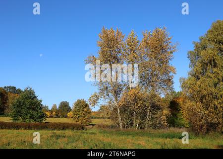 Automne doré avec la lune en arrière-plan dans un parc de Berlin – Allemagne Banque D'Images