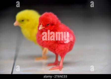 Bébés poulets colorés en fermé Banque D'Images