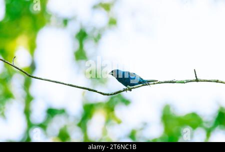 Indigo Bunting Blue Bird perché dans un arbre Banque D'Images