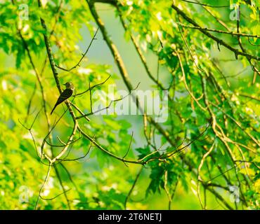 Bois oriental Pewee perché dans un arbre Banque D'Images