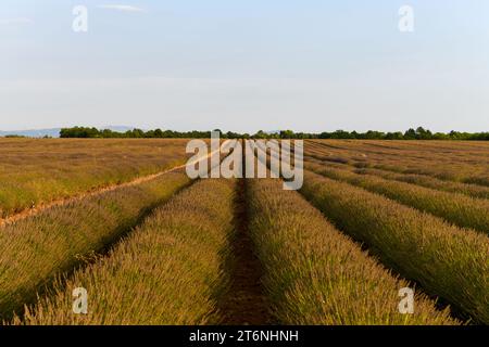 Champ de lavande le long du plateau de Valensole, Brunet, Alpes-de-haute-Provence, France, Europe. Banque D'Images