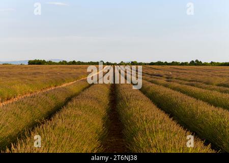 Champ de lavande le long du plateau de Valensole, Brunet, Alpes-de-haute-Provence, France, Europe. Banque D'Images