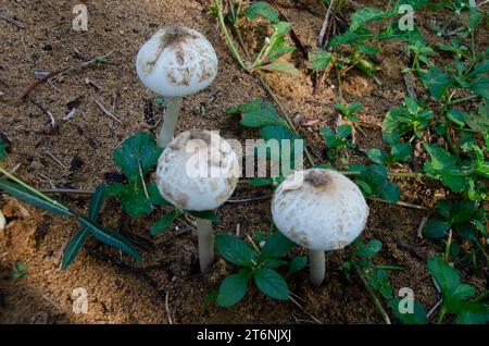 Chlorophyllum molybdites (ventre du monde) champignons Banque D'Images