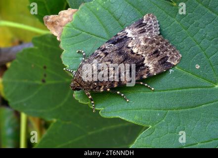 Papillon de cuivre sous-aile (Amphipyra pyramidea) adulte au repos sur feuille Eccles-on-Sea, Norfolk, Royaume-Uni. Juillet Banque D'Images