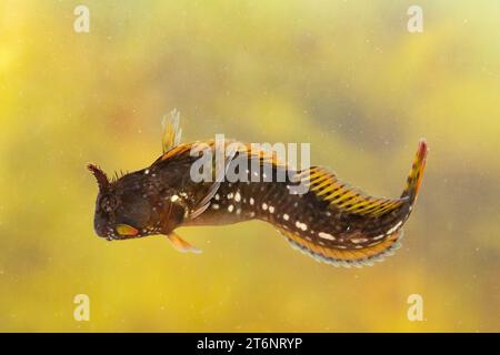 Montagu's Blenny dans un cornish rockpool Banque D'Images