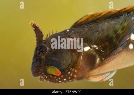 Montagu's Blenny dans un cornish rockpool Banque D'Images