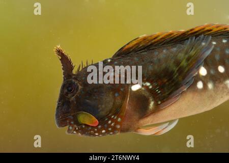 Montagu's Blenny dans un cornish rockpool Banque D'Images