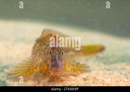 Montagu's Blenny dans un cornish rockpool Banque D'Images