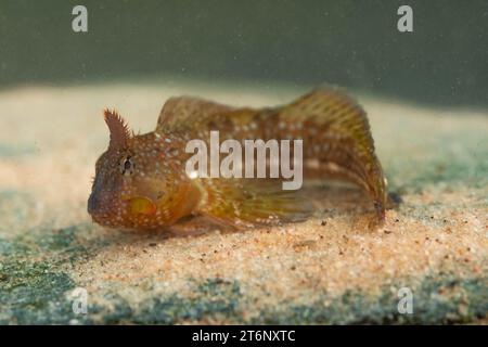 Montagu's Blenny dans un cornish rockpool Banque D'Images