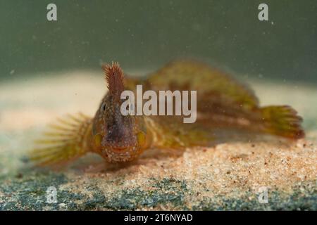 Montagu's Blenny dans un cornish rockpool Banque D'Images