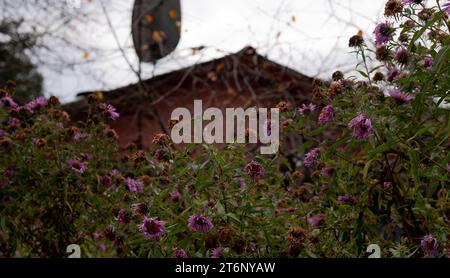 fleurs de jardin d'automne violette délavées avec la maison en arrière-plan Banque D'Images