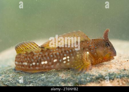 Montagu's Blenny dans un cornish rockpool Banque D'Images