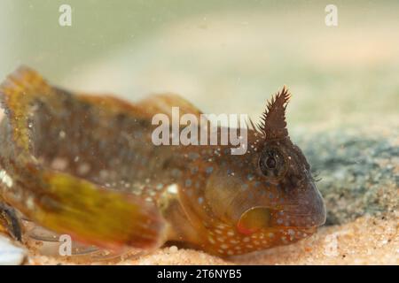 Montagu's Blenny dans un cornish rockpool Banque D'Images