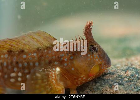 Montagu's Blenny dans un cornish rockpool Banque D'Images