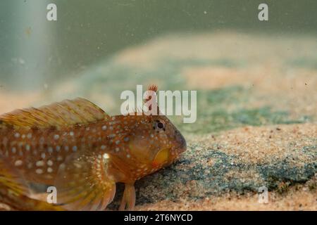 Montagu's Blenny dans un cornish rockpool Banque D'Images