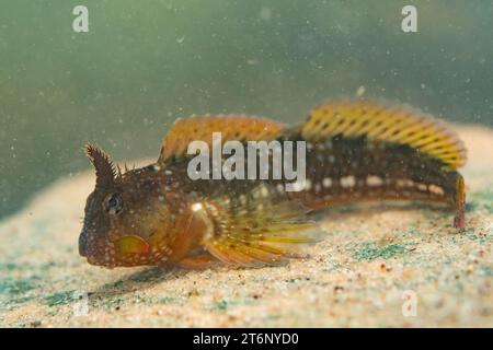 Montagu's Blenny dans un cornish rockpool Banque D'Images