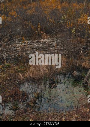 forêt d'automne paysage marécageux buissons de bouleaux et table abandonnée Banque D'Images