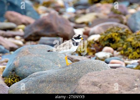 Pluvier annelé (charadrius hiaticula), gros plan d'un spécimen solitaire de l'échassier de bord de mer debout sur les rochers de l'estran. Banque D'Images