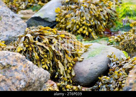 Spirale ou spirale Wrack (fucus spiralis), également Twisted Wrack, gros plan de l'algue marine ou des algues qui poussent parmi les rochers sur la plage. Banque D'Images