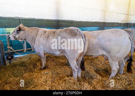 Veaux de veau de la race piémontaise, race italienne prisée appelée Fassona en stalle sur lit de paille Banque D'Images