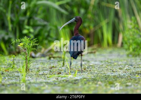 Ibis brillant (Plegadis falcinellus) vue arrière avec la tête tournée d'un côté debout dans l'eau dans le complexe de lagunes du delta du Danube Banque D'Images