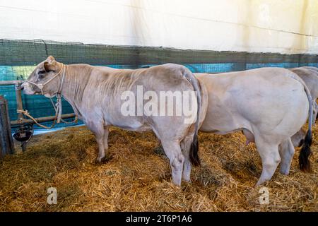 Veaux de veau de la race piémontaise, race italienne prisée appelée Fassona dans la grange sur lit de paille Banque D'Images