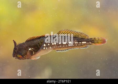 Montagu's Blenny dans un cornish rockpool Banque D'Images